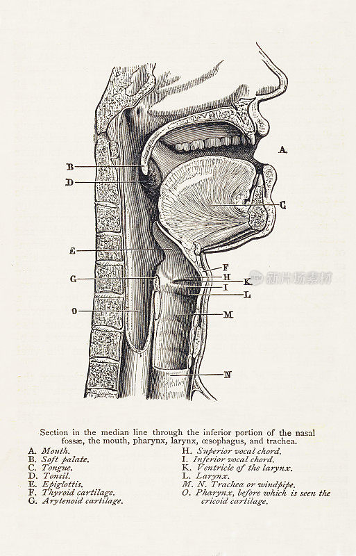 生物医学插图:口腔/咽喉解剖学